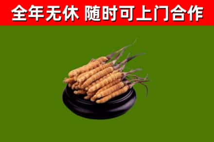 佳木斯市回收散虫草