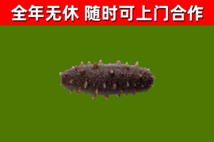 佳木斯市回收海参干